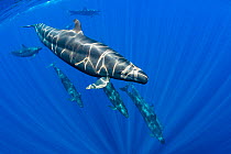 Pod of False killer whales (Pseudorca crassidens) swimming beneath the surface of the ocean. Indian Ocean, off Sri Lanka.