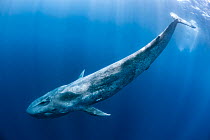 Blue whale (Balaenoptera musculus) swims beneath the surface of the ocean. Indian Ocean, off Sri Lanka.