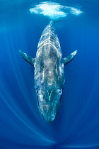Blue whale (Balaenoptera musculus) swimming beneath the surface of the ocean. Indian Ocean, off Sri Lanka.