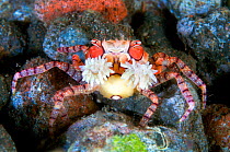 Close up of a tiny Boxer crab (Lybia tessellata) as it waves the stinging anemones it holds in its claws for defence. Tulamben, Bali, Indonesia. Java Sea.