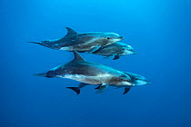 Bottlenose dolphin (Tursiops truncatus) pod of four, swimming in the open ocean. Wolf Island, Galapagos National Park, Galapagos Islands.. East Pacific Ocean.