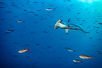 Scalloped hammerhead shark (Sphyrna lewini) swims through a school of Pacific creolefish (Paranthias colonus). Wolf Island, Galapagos National Park, Galapagos Islands.. East Pacific Ocean.