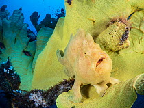 Portrait of a Giant frogfish (Antennarius commersoni) on a large Yellow elephant ear sponge (Ianthella basta). Bitung, North Sulawesi, Indonesia. Lembeh Strait, Molucca Sea.
