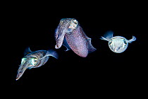 Shoal of three Bigfin reef squid (Sepioteuthis lessoniana) in open water at night. Bitung, North Sulawesi, Indonesia. Lembeh Strait, Molucca Sea.