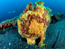Giant frogfish (Antennarius commersoni). Bitung, North Sulawesi, Indonesia. Lembeh Strait, Molucca Sea.