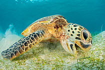 RF - Green sea turtle (Chelonia mydas) Misool, Raja Ampat, West Papua, Indonesia. Ceram Sea. Tropical West Pacific Ocean. (This image may be licensed either as rights managed or royalty free.)