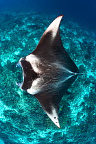 RF - Portrait of a large female Reef manta ray (Mobula alfredi) swimming over a coral reef. Misool, Raja Ampat, West Papua, Indonesia. Ceram Sea. Tropical West Pacific Ocean. (This image may be licens...