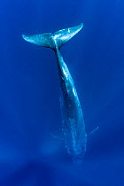 RF - Blue whale (Balaenoptera musculus) diving vertically down into the ocean to feed. Indian Ocean, off Sri Lanka.  (This image may be licensed either as rights managed or royalty free.)