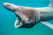 RF - Basking shark (Ceterhinus maximus) feeding on plankton in Senen Cove, Cornwall, UK. June. (This image may be licensed either as rights managed or royalty free.)