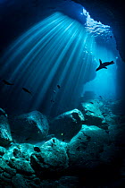 RF - Silhouette of a California sea lion (Zalophus californianus) swimming through an underwater cave. Los Islotes, La Paz, Baja California Sur, Mexico. Sea of Cortez, Gulf of California, East Pacific...