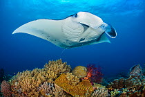 RF - Reef manta (Mobula alfredi) female swimming close to a coral reef, while Cleaner wrasse (Labroides dimidiatus), tiny by comparison, pick parasites from its belly.. Misool, Raja Ampat, West Papua,...