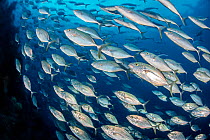 RF - Large school of Jacks fish (Carangoides gymnosthethus) cruise along the drop-off of a coral reef, hunting. Misool, Raja Ampat, West Papua, Indonesia. Ceram Sea. Tropical West Pacific Ocean. (This...