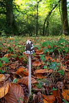 Magpie fungus (Coprinus picaceus) on woodland floor. Sussex, England, UK. October.