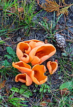 Orange peel fungus (Aleuria aurantia). Surrey, England, UK. October.