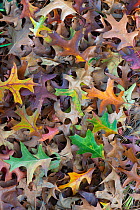 Pin oak (Quercus palustris) leaves, fallen in autumn. October.