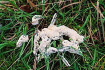 Slime mould (Mucilago crustacea). Surrey, England, UK. January.