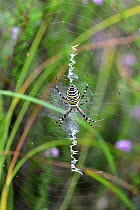 Wasp spider (Argiope bruennichi) on web. Surrey, England, UK. August.
