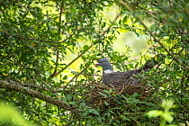 Wood pigeon (Columba palumbus) sitting on nest. Surrey, England, UK. July.