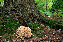 Cauliflower fungus (Sparassis crispa) at base of Pine tree. Surrey, England, UK.