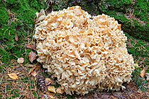Cauliflower fungus (Sparassis crispa). Surrey, England, UK.