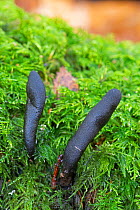 Dead moll&#39;s fingers fungus (Xylaria longipes) growing amongst moss. Sussex, England, UK. October.