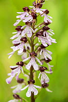 Lady Orchid (Orchis purpurea) in flower, Kent, England, UK. May.