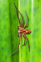 Huntsman spider (Sparassidae). on leaf. Ranomafana National Park, Madagascar.