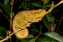 Blue legged chameleon (Calumma crypticum) female on branch. Ranomafana National Park, Madagascar.
