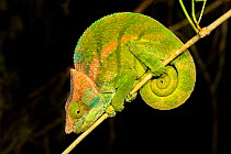 O&#39;Shaughnessy&#39;s chameleon (Calumma oshaughnessyi) on branch. Ranomafana National Park, Madagascar.