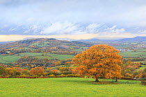 Oak (Quercus sp) tree and surrounding countryside in autumn. Near Monmouth, Monmouthshire, Wales, UK. November 2018.