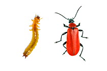 Black-headed cardinal beetle (Pyrochroa coccinea) larva and adult, on white background. Monmouthshire, Wales, UK. Digital composite.