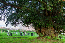 Yew (Taxus brevifolia), ancient tree aged over 700 years in churchyard. The Old Church, Penallt, Monmouthshire, Wales, UK. November 2018.