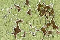 Yellow bloodstain lichen (Haematomma ochroleucum ochroleucum) on headstone The Old Church churchyard, Penallt, Monmouthshire, Wales, UK. November.