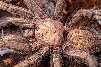 Cyprus tarantula (Chaetopelma karlamani), close up of body. Cyprus. March.
