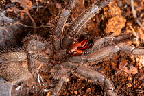 Cyprus tarantula (Chaetopelma karlamani), fangs on underside, close up. Cyprus. March.
