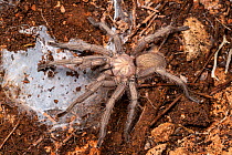 Cyprus tarantula (Chaetopelma karlamani). Cyprus. March.