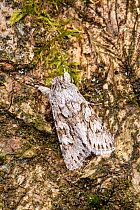 Early grey moth (Xylocampa areola) on bark. Monmouthshire, Wales, UK. March.