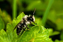 Ashy mining bee (Andrena cineraria) on leaf. Monmouthshire, Wales, UK. April.