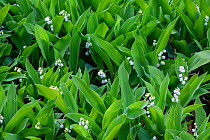 Lily of the valley (Convallaria majalis). Cultivated in garden, Wye Valley, Monmouthshire, Wales, UK. June.