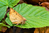Scalloped hazel moth (Odontopera bidentata) on leaf. Wye Valley, Monmouthshire, Wales, UK. May.