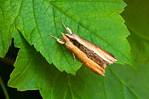 Mullein moth (Cucullia verbasci) on leaf. Wye Valley, Monmouthshire, Wales, UK. May.