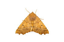 Scalloped hazel moth (Odontopera bidentata) on white background. Wye Valley, Monmouthshire, Wales, UK. May.