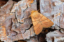 Treble lines moth (Charanyca trigrammica) on bark, Wye Valley, Monmouthshire, Wales, UK May.