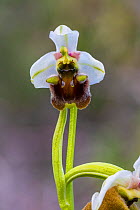 Late spider orchid (Ophrys fuciflora grandiflora), Cyprus. March.