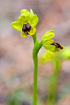 Lesser yellow bee orchid (Ophrys sicula), Western Cyprus. March.