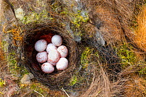 Blue tit (Cyanistes caeruleus)  nest in old Bee hive.