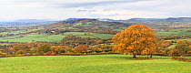 Autumn colours in countryside with Oak (Querus sp) tree. Near Monmouth, Monmouthshire, Wales, UK. November 2018. Digitally stitched image.