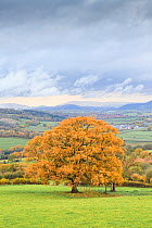 Autumn colours in countryside with Oak (Querus sp) tree. Near Monmouth, Monmouthshire, Wales, UK. November 2018.