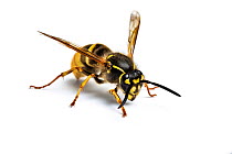 Common wasp (Vespula vulgaris) on white background. Monmouthshire, Wales, UK. March.