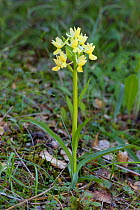 Roman orchid (Dactylorhiza romana). Troodos Mountains, Cyprus, March.